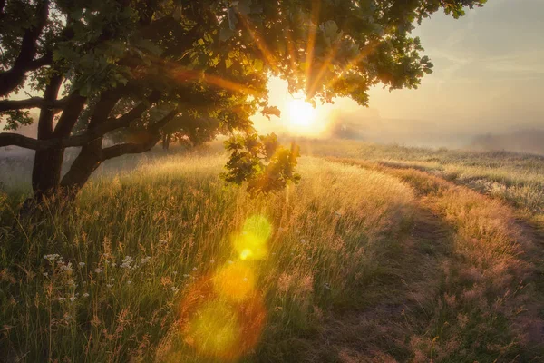 나무의 가지를 통해 태양의 광선을 풍경입니다. 이른가 아침 일출 태양 섬광 — 스톡 사진