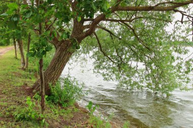 Peyzaj göl kıyısında büyük yeşil ağacının dalları suya düşürdü..