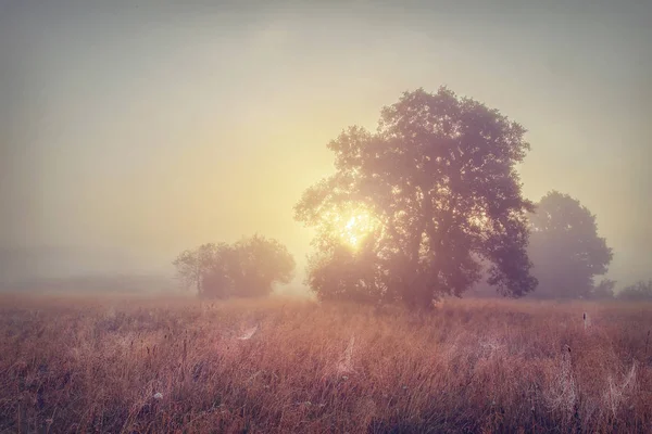 Autumn morning sunrise on foggy meadow. Early morning on autumn field.