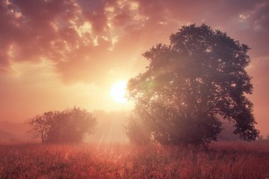 Renkli sonbahar gündoğumu çayır sabahı güzel manzara. Güneş ışınları, Kızıl gökyüzünün bulutlu arka plan üzerinde büyük ağaçlar parlıyor.