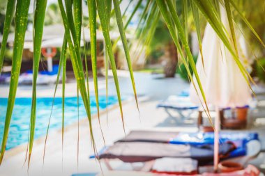 Yüzme Havuzu resort otel yeşil palmiye dalı ile güneşli beyaz şemsiye ile bulanık şezlong ve güneş şezlong