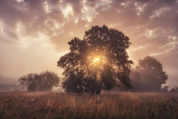 Amanecer en el prado. Hermoso paisaje otoñal de colorido amanecer en el prado con rayos de sol a través de gran árbol — Foto de Stock