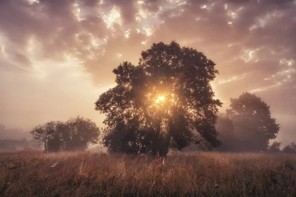 Alba sul prato. Bellissimo paesaggio autunnale di alba colorata sul prato con raggi di sole attraverso un grande albero — Foto Stock