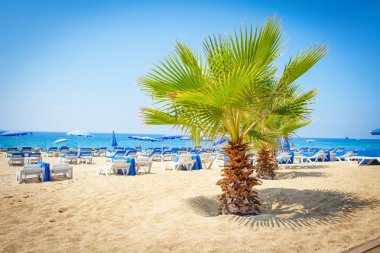 Palmiye ağacı, Alanya, Türkiye ile tropikal deniz plaj. Yaz plaj şezlong ve şemsiye ile.
