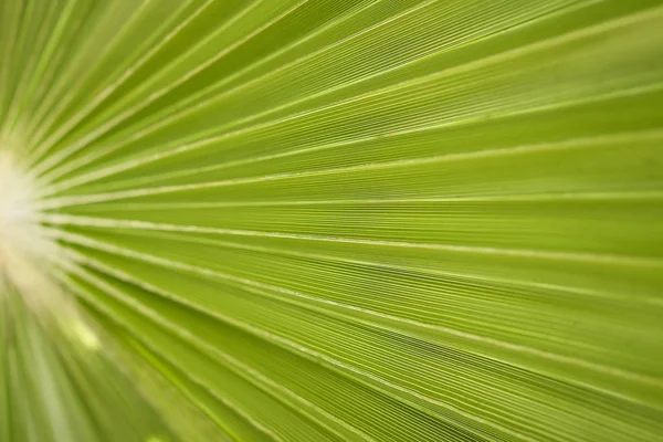 Palm відділення текстури макрос фон крупним планом. — стокове фото