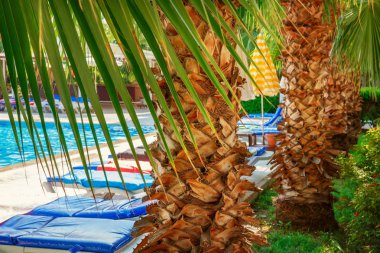 Güneşlenme yatakları yakınındaki havuzu palmiye ağaçları altında. Otelde dinlenme tesisi. Yaz tatil tropikal rahatla