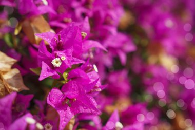 Mor çiçekli arka plan. Güzel çiçekler yakın çekim.