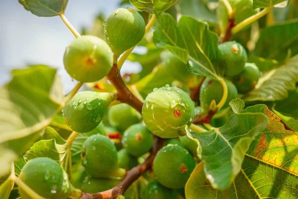 Yeşil ağaç portre üzerinde büyüyen Su damlacıkları ile incir.