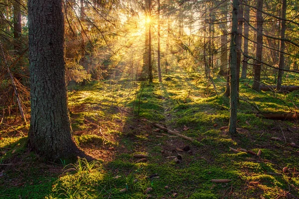 Sonnige Waldnatur. Sonnenstrahlen im grünen Wald. Sonnenlicht durch Bäume. sonnige Herbstlandschaft — Stockfoto