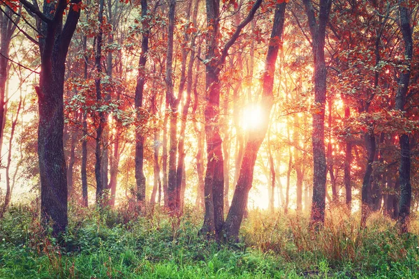 Farbenfroher Herbstsonnenaufgang im Wald. Rotes Laub an Bäumen. Herbsthintergrund. Morgen im Herbstwald — Stockfoto