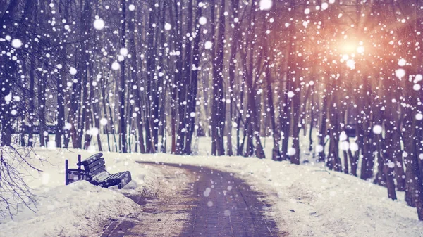 Χιονόπτωσης σε σιωπηλή χειμερινό πάρκο στο φωτεινό ηλιοβασίλεμα. Νιφάδες χιονιού πέφτουν σε χιονισμένο δρομάκι. Χριστούγεννα και νέο έτος θέμα. Χριστούγεννα φόντο. — Φωτογραφία Αρχείου