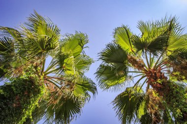 Yeşil iki avuç içi mavi gökyüzü. Tropikal yaz tatil kavramı.