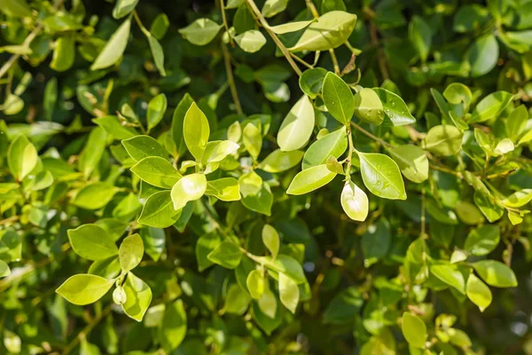 Arka plan yeşil tropikal bitkilerin güneşli yaz gününde bırakır.