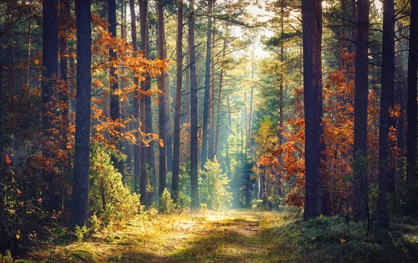 Autumn forest nature. Vivid morning in colorful forest with sun rays through branches of trees. Scenery of nature with sunlight. — Stock Photo, Image