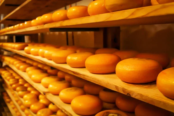 Rows of cheese pieces on wooden shelves in store or at milk factory. Different kinds of cheeses on shelves. Whole pieces of cheese ripen in cellar. Cheese storage.