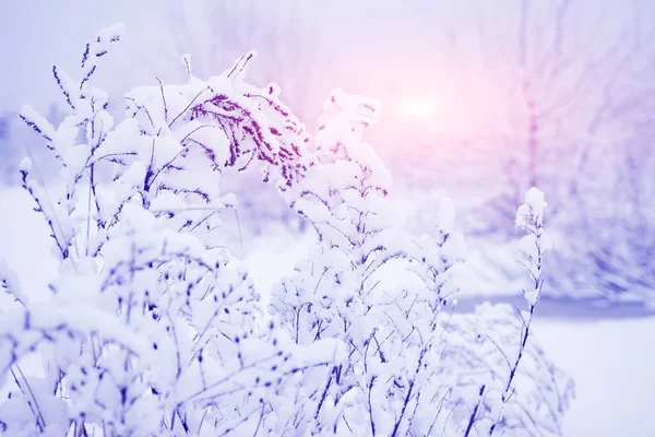 Winter patterns on snowy branches at sunrise. Calm winter background. Plants after snowfall. Christmas theme. Hoarfrost on trees — Stock Photo, Image