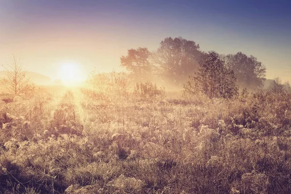 일출 아침 자연의 생생한 봄 풍경입니다. Sunrays 나무 지평선에 빛나는. — 스톡 사진