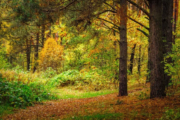Autumn forest landscape. Colorful wild nature. Yellow foliage falling on ground. Fall in forest. — Stock Photo, Image