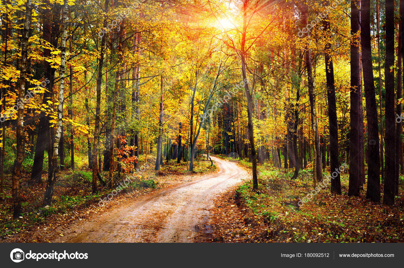 Autumn Forest Landscape On Sunny Bright Day Vivid Sunbeams Through Trees In Forest Colorful Nature At Fall Season Stock Photo Image By C Dzmitrock87 Gmail Com Autumn Forest Landscape On Sunny Bright Day Vivid Sunbeams Through Trees In Forest Colorful Nature At Fall Season Stock Photo Image By C Dzmitrock87 Gmail Com