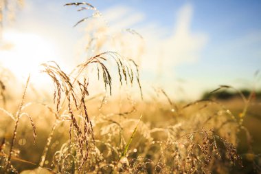 Yaz doğa arka plan. Bulanık bokeh ile mavi gökyüzü altında altın çayır.