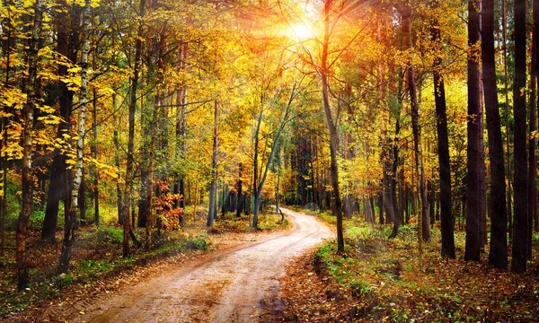Autumn forest landscape on sunny bright day. Vivid sunbeams through trees in forest. Colorful nature at fall season. — Stock Photo, Image