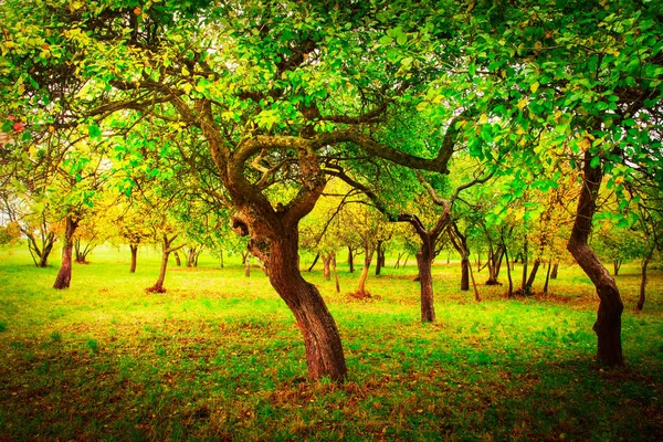 Весенний яблоневый сад. Весна природы. Пейзаж красивых деревьев в зеленом саду в солнечный яркий день — стоковое фото