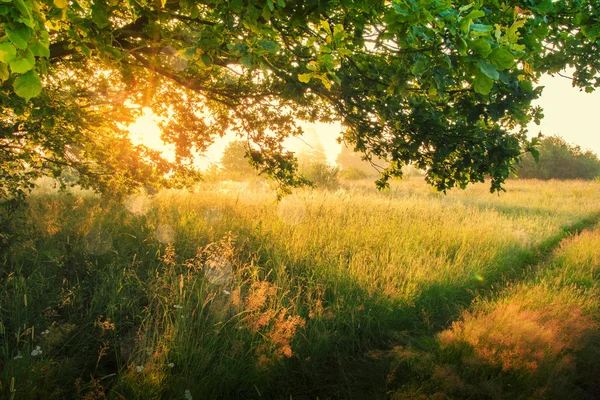 Printemps nature dans la matinée ensoleillée. Vue sur prairie printanière depuis sous arbre vert. Beaux rayons de soleil à travers les branches . — Photo