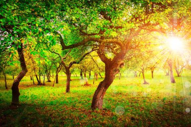 Yeşil bahçe bahar güneşli manzara. Bahar elma ağaçlarının dalları ile parlak güneş ışınları ile bahçesinde.