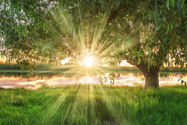 Весняна природа. Літній фон під великим зеленим деревом на березі річки з сонячними променями через гілки на заході сонця . — стокове фото