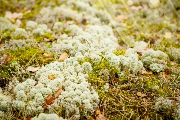Лишайник на землю в лісі весни. Природно-лісовими фону. — стокове фото