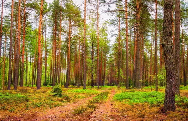 Frühlingswald Naturlandschaft. Grünwald. Landschaft Waldbäume — Stockfoto