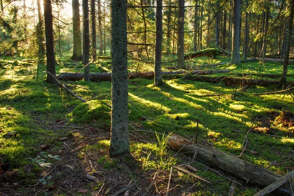 Landskap av gröna skogen naturen på våren. Solen i skogen. Vacker natur grön natur. Skogsmark. — Stockfoto