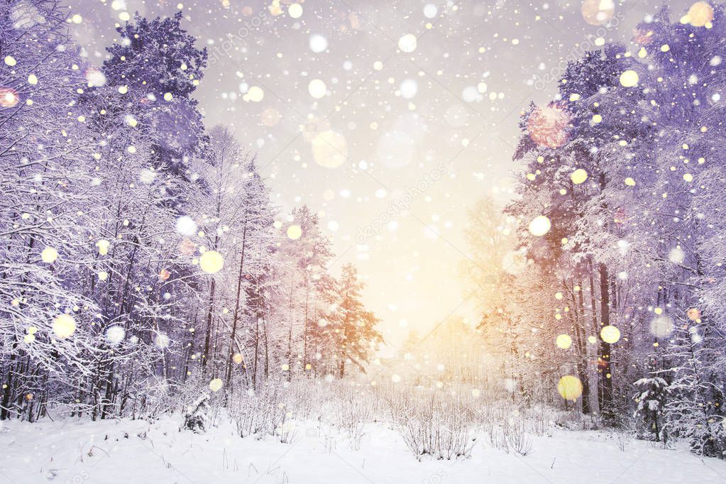 Winter sunrise in snowy forest with shining snowflakes on sun. Winter nature background.