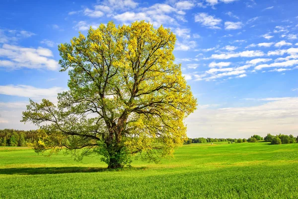 Gran árbol verde en el prado de primavera en un día soleado brillante. Hermosa naturaleza primaveral. pintoresco árbol en el campo verde. Paisaje de campo de primavera con árbol ramificado . — Foto de Stock