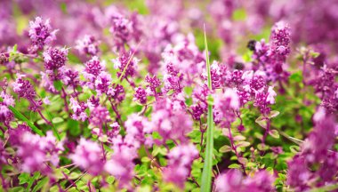 Pembe çiçekler çiçek çayır on bahar. Bahar bitki arka plan.