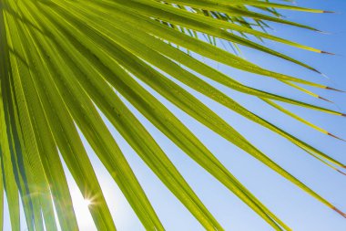 Palmiye dalı mavi berrak gökyüzü arka planı.