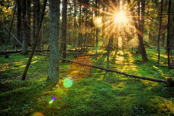 Rayos de sol brillantes en el verde bosque de primavera. Paisaje de bosque matutino al amanecer. Fondo de la naturaleza escénica. Bosques naturales — Foto de Stock