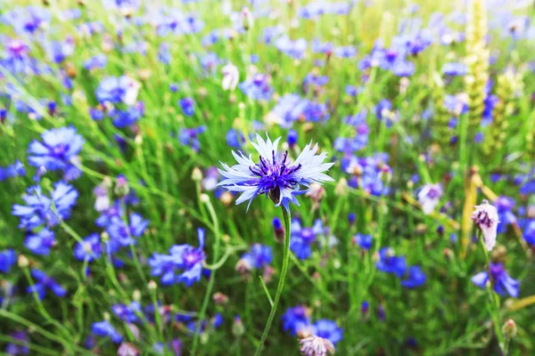 Blue flowers on green summer meadow. Spring field background. Natural plant on wild meadow. — Stock Photo, Image