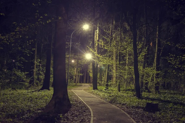 Drzewa w parku leśny ze światłami w ciemnej nocy. Krajobraz nocnego wiosennego zielonego parku w mieście. Ścieżka w zielonym lesie z latarnie w parku. — Zdjęcie stockowe