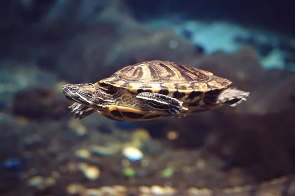 바다의 깊이에서 바다 거북이 푸른 물. 깊은 바다의 바닥에 바다 거북의 수영. — 스톡 사진
