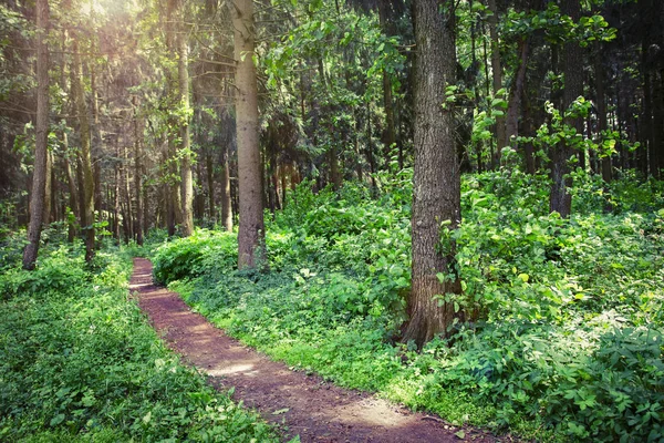 Grünen Wald im Sommer. natürliche Szene von Bäumen im wilden Wald. wunderschöne Natur des Waldes. Grünanlage im Park. — Stockfoto