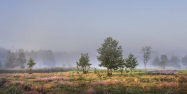 Sabah güneş tarafından aydınlatılmış yeşil puslu çayır yalnız ağaçta. Sisli sabah erken sabah yaz doğada manzara. Açık, huzurlu bir pitoresk yer.