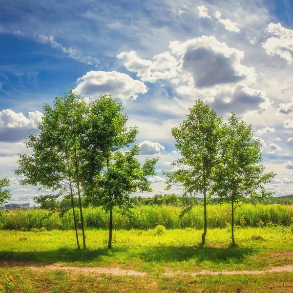 Paisaje natural de verano de árboles verdes en un prado contra un cielo azul nublado en un día soleado brillante. Naturaleza al aire libre — Foto de Stock