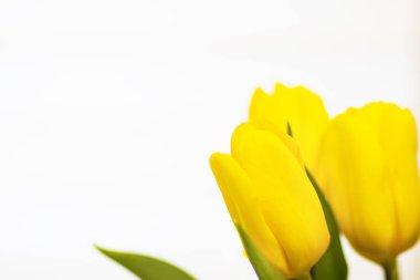 beyaz zemin üzerine Sarı laleler çiçekler. Bahar Tema. Çiçek arka plan.