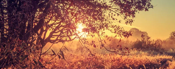 Strahlender Sommersonnenaufgang durch Baumzweige auf der bäuerlichen Wiese am Morgen. Panoramablick auf die goldene Landschaft der lebendigen Morgendämmerung. landschaftlich wilde Natur. gelbes Morgenlicht. inspirierende Landschaft. — Stockfoto