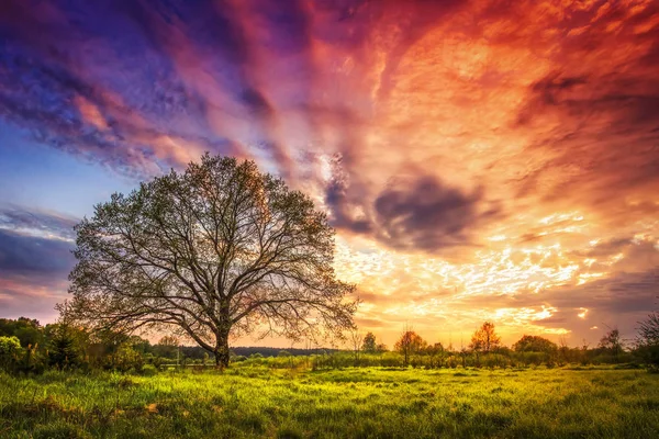 Majestuoso paisaje de brillante amanecer sobre prado rural con gran árbol en la mañana de primavera. Hermoso cielo nublado de color en el horizonte y la hierba brillante de las luces del sol. Naturaleza del paisaje — Foto de Stock