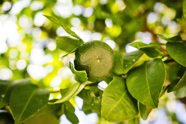 Yeşil mandalina ağaç büyümek. Narenciye olgun bir tropikal bahçede bir ağaç üzerinde.