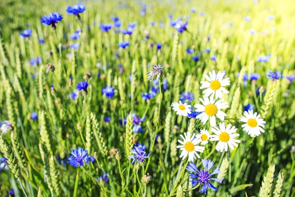 Camomila e flores de milho no prado de verão. Fundo do campo verde. Planta de ervas primavera — Fotografia de Stock