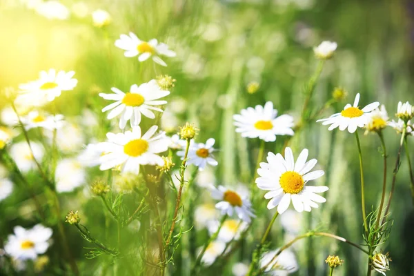 Квіти ромашки на зеленому лузі влітку. Фон з літніми травами та квітами на полі з сонячним світлом. Ромашка. Трави для традиційної медицини . — стокове фото