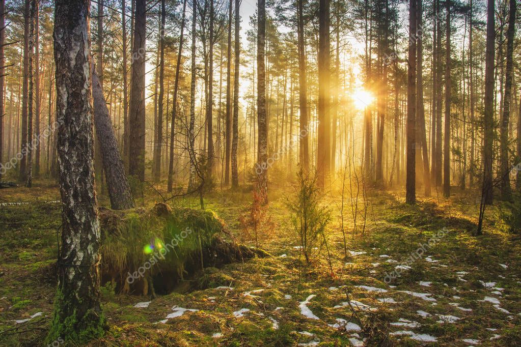 Фотообои Landscape of spring forest in backlight. Morning rays of sun in frame at dawn in picturesque forest. Natural nature. Sunbeams through trees of woodland. Spring background.